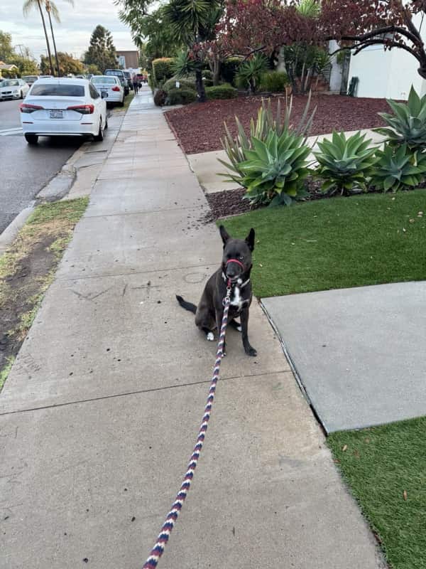 A picture of a black dog named Bowie sitting, taken on September 18 2025 at 6:59 am